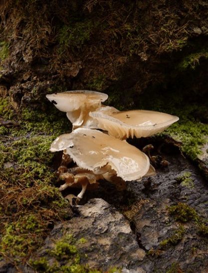 Mature brownish caps side-on on beech in the New Forest, UK.